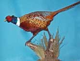 Ringneck Pheasant